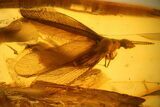 Detailed Fossil Winged Termite (Isoptera) In Baltic Amber #139022-2